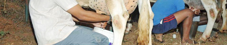 Milk Banner