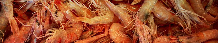 Prawns