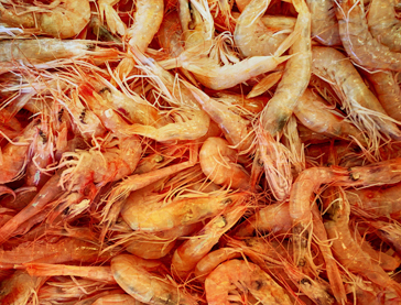 Prawns